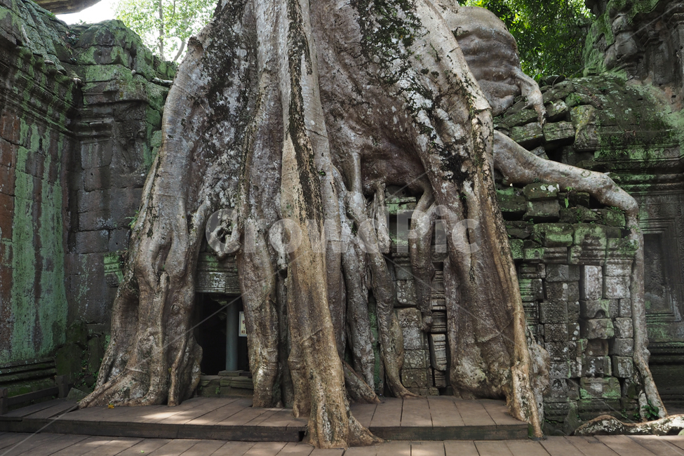 캄보디아,앙코르와트,앙코르왓,유적지,건축물,cambodia,angkorwat,historicsites,remains,ruins,buildings,전통,tradition,동남아시아,해외,overseas,southeastasia,랜드마크,landmark,tourist attraction,해외,외국,세계,foreign,oversea,world,세계랜드마크,해외랜드마크,외국랜드마크,world landmark,world tourist attraction,건축물,건물외관,exterior,building,structure,architecture,construction,plant,식물,root,뿌리