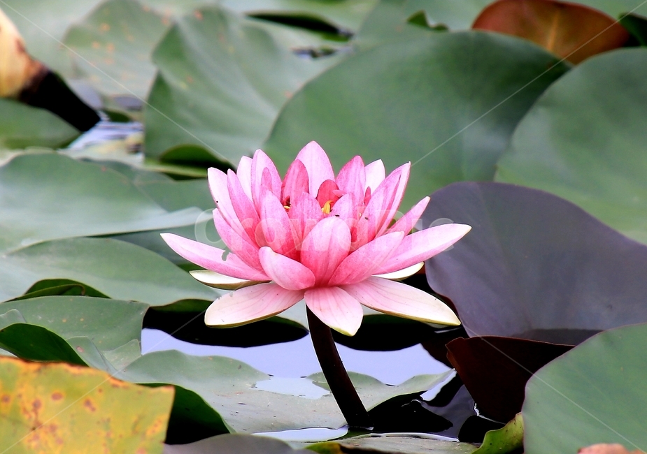식물,꽃,여름,연꽃,수련,식물,자연,plants,nature,꽃,flower