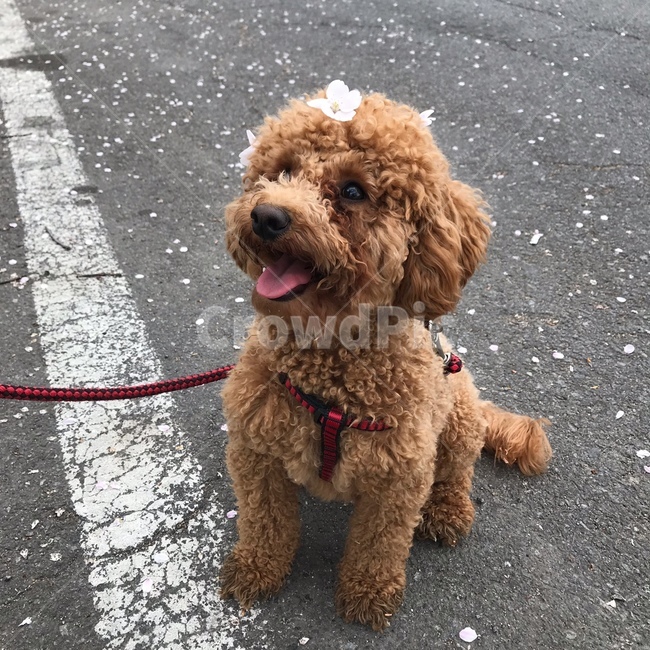 푸들,강아지,애완견,반려견,유기견,동물,animal,포유류,mammal,개,강아지,dog,doggy