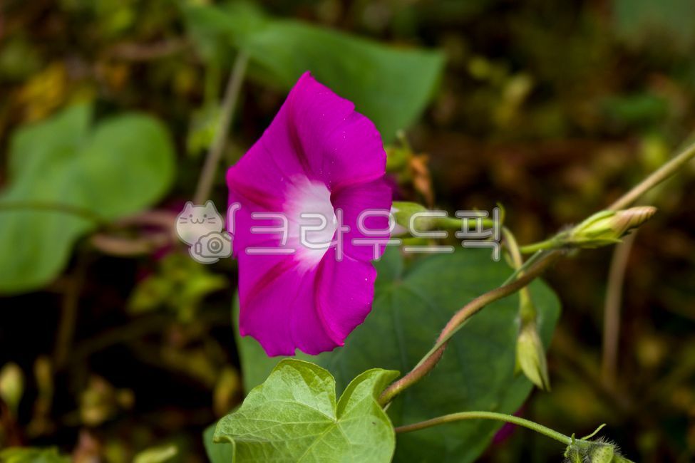 꽃,나팔꽃,분홍꽃,여름꽃,식물,자연,배경,morningglory,flower,pinkflower