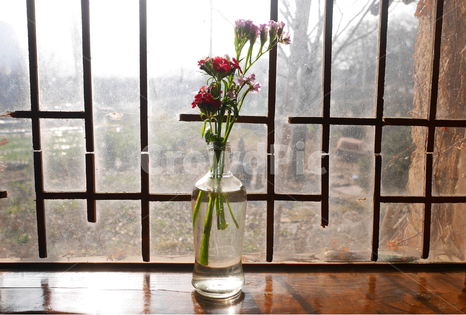 꽃,꽃병,꽃송이,vase,flower,식물,자연,plants,nature,꽃,flower,실내용화초,화분,화초,house plant,인테리어,실내디자인,interior design