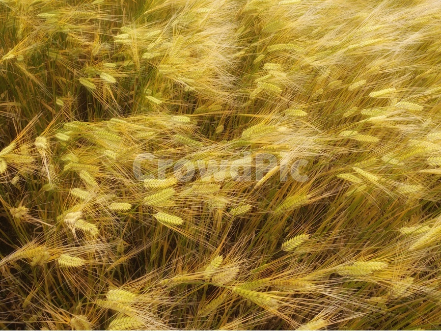청보리,풍경,감성,바탕이미지,백그라운드,자연,식물,자연,plants,nature,곡류,곡식,cereals