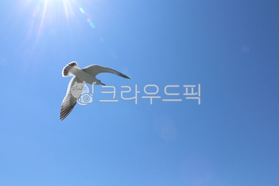 출발,하늘,새,갈메기,맑음,희망,파란하늘,파란