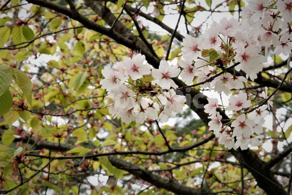 봄,벚꽃,벚꽃놀이,봄꽃,풍경,봄,계절,spring,season,식물,자연,plants,nature,꽃,flower,plant,blossom