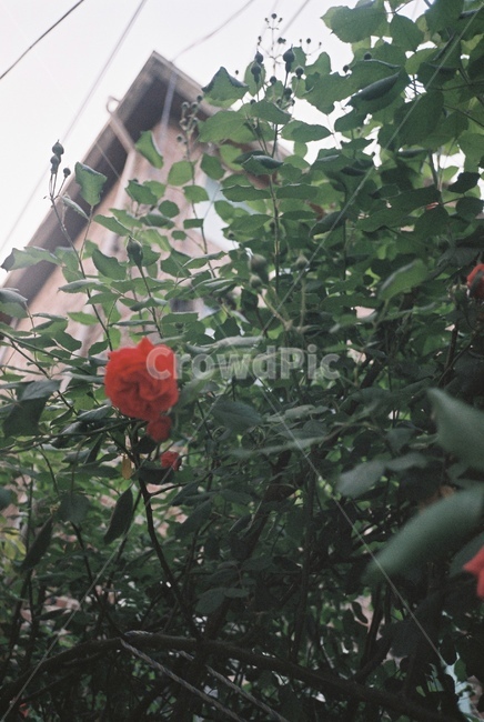 자연,감성,감성사진,장미,장미꽃,꽃,필름,필름카메라,필름사진,film,filmcamera,nature,rose,flower,plant,sensible,color,colorsensitivity,emotional,feeling