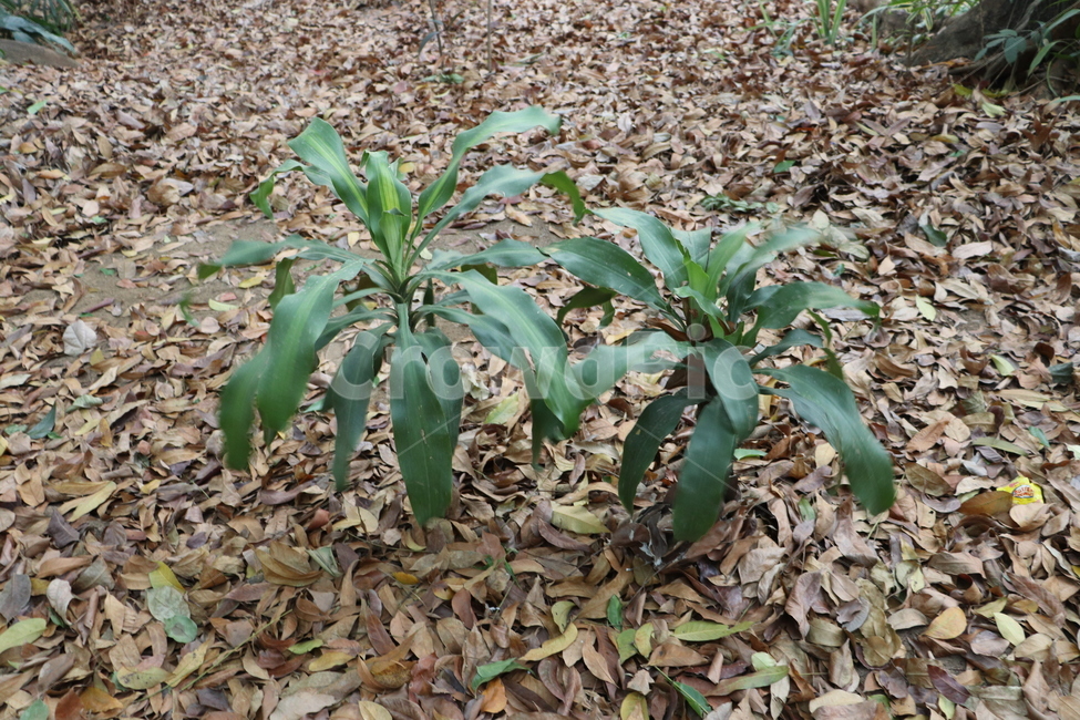 식물,열대성식물,낙엽과식물,plant,가을낙엽