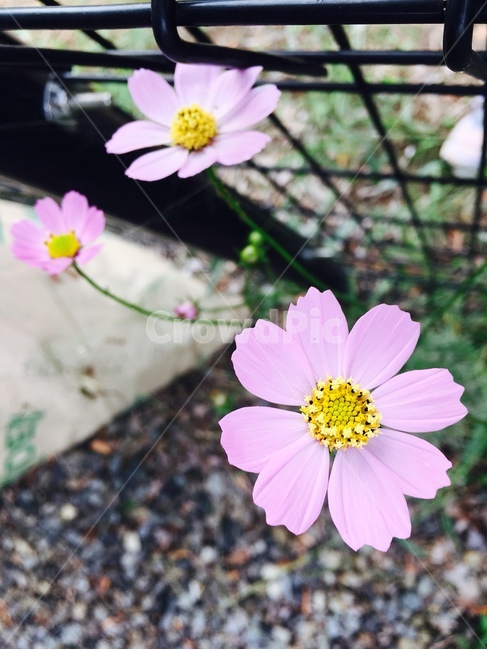 꽃,자연,식물,flower,nature,가을,autumn,fall,코스모스,cosmos,분홍,분홍색,pink,울타리,들꽃,식물,자연,plants,nature,꽃,flower