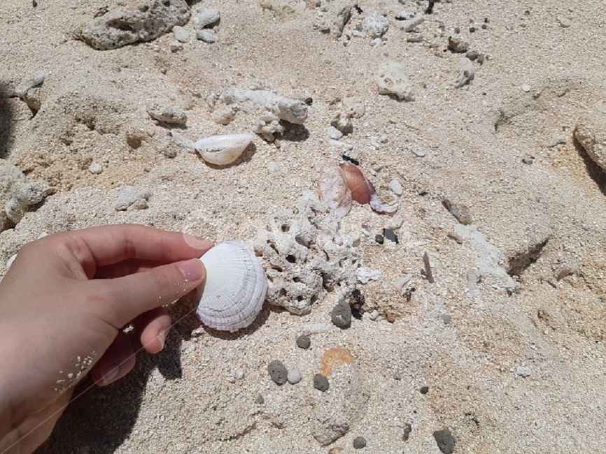 해변,모래알,조개,남태평양,피지,섬나라,힐링,여름휴가,해변,바다,beach,sea
