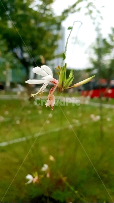 바늘꽃,하늘하늘,바람,산들산들,식물,꽃,잔디,grass
