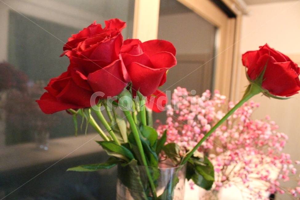 꽃,flower,꽃다발,선물,축하,pink,present,gift,celebrate,구도,분위기,색감,화분,장미,rose,장미꽃