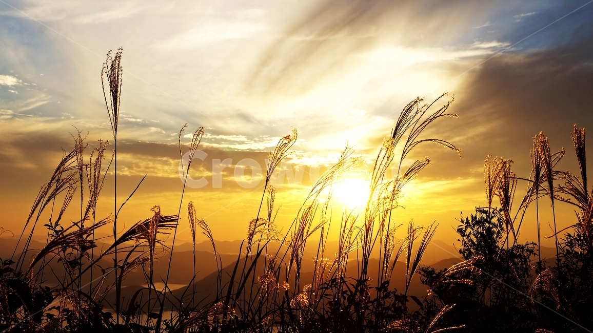 가을,억세,억세풀,가을산,가을풍경,자연,풍경,nature,landscape,grass,잔디,plant,식물,light,빛,flare,플레어,sunlight,햇빛