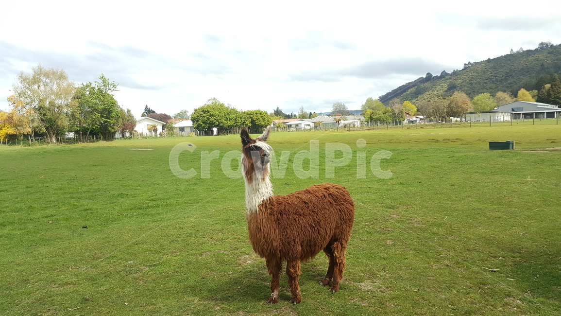 New Zealand,llama,hair,alpaca,cuteness