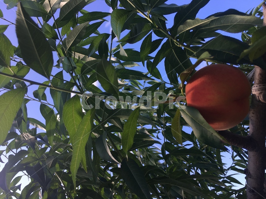 과일,복숭아,나무,잎,자연,핑크,녹색,농장,잎사귀,pink,fruit,peach,sweet,달콤한,leaf,tree,nature,farm,야외,교외,성장,growth,계절,여름
