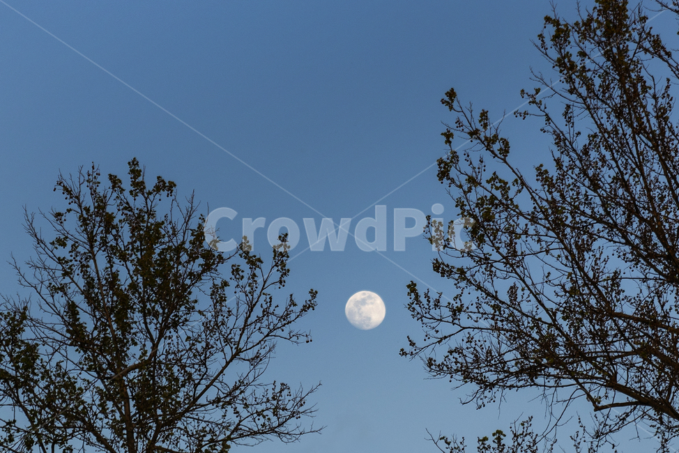 달,야경,하늘,봄꽃,나무,식물,풍경,파란색,자연,풍경,nature,landscape,outdoors,옥외,outer space,대기권 밖,space,우주,astronomy,천문학,universe,moon,night,밤