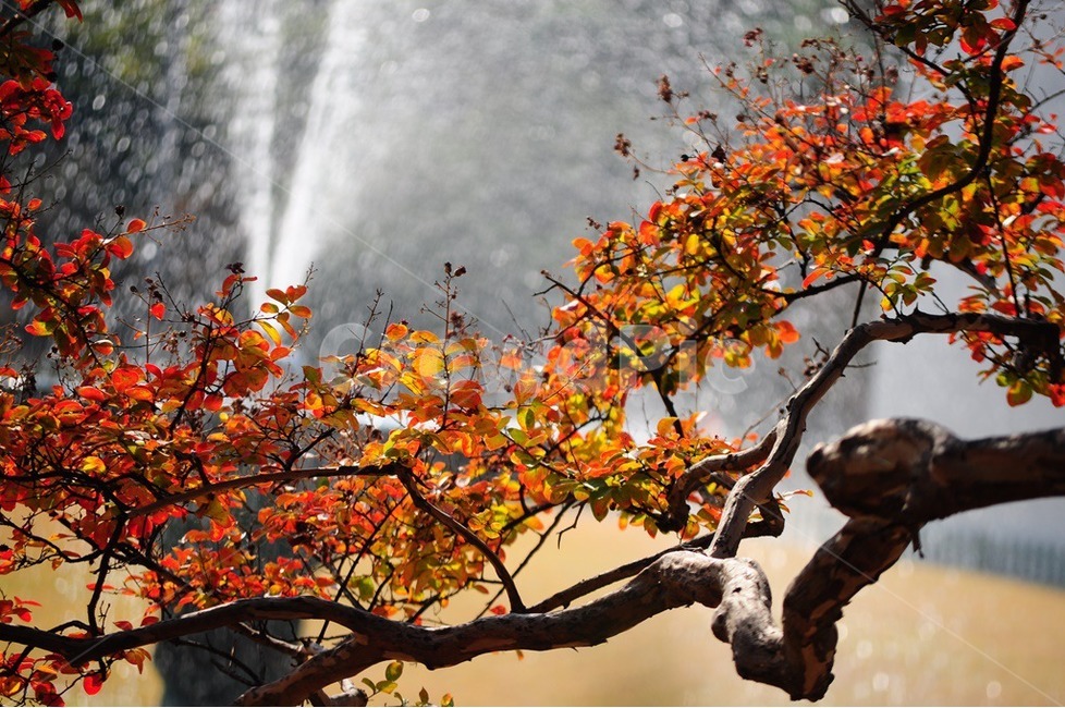 목백일홍,붉은백일홍,여름꽃,가로수,정원수,식물,자연,plants,nature,나무,trees,wood