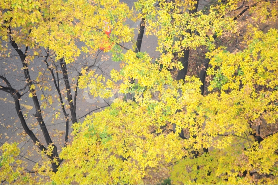가을,단풍,가을색,오색단풍,가을절정,가을,계절,fall,autumn,season,식물,자연,plants,nature,tree,나무,plant
