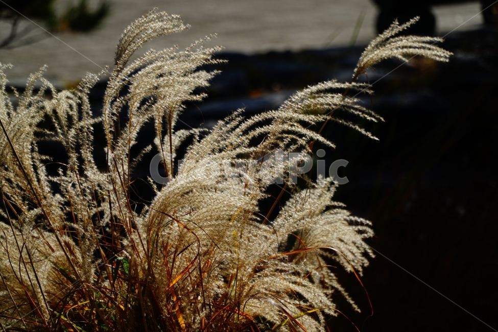 억새풀,갈대,식물,자연,풀,나무,풍경,nature,landscape,plants,감성,한국자연,한국,한국적인,korea,계절,season,가을,fall,autumn,tree,11월,감성사진,스냅,스냅사진,snap,snapshot,November,한국풍경,가을,계절,fall,autumn,season,식물,자연,plants,nature,grass,잔디,plant,lawn,reed