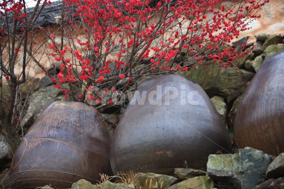 장독대,홍매화,자연,풍경,봄,봄,계절,spring,season,한국전통,한국문화,korean traditional,korean culture,식물,자연,plants,nature,꽃,flower,사물,물건,오브젝트,thing,object,matter,animal,동물,sea life,해양 생물,turtle,터틀,plant