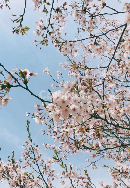 4월,봄,봄꽃,벚꽃,왕벚나무,봄,계절,spring,season,plant,식물,flower,꽃,blossom