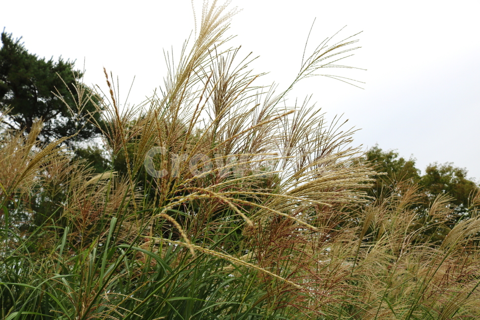 억새,풀,억새풀,식물,자연,벼과,벼과식물,들풀,두영,식물,자연,plants,nature