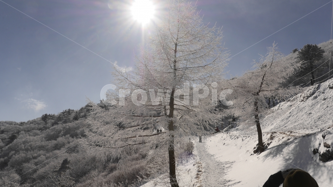 눈산,눈꽃,겨울산,태백산,경치,산정상,자연,겨울,맑음,하늘,여행,겨울,계절,winter,season,자연,풍경,nature,landscape,식물,plants,나무,trees,wood,outdoors,옥외