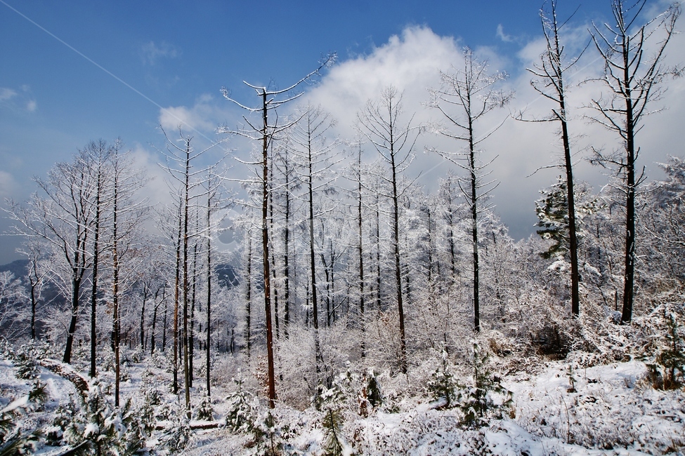 자연,nature,나무,겨울,설경,등산,풍경,겨울,계절,winter,season,자연,풍경,nature,landscape
