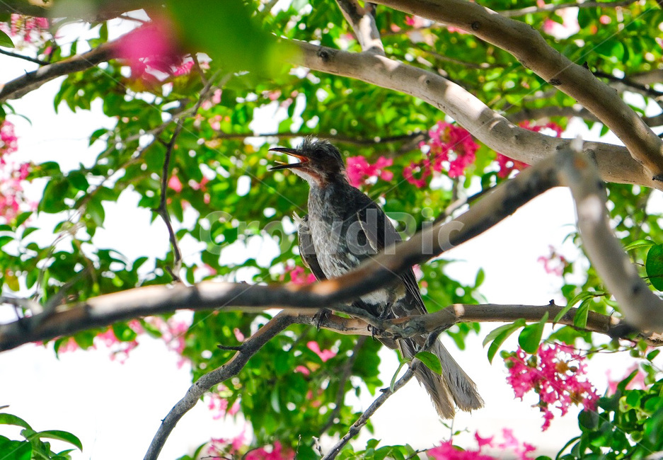 bird,새,animal,동물,accipiter,아키피터,동물,animal,조류,새,birds