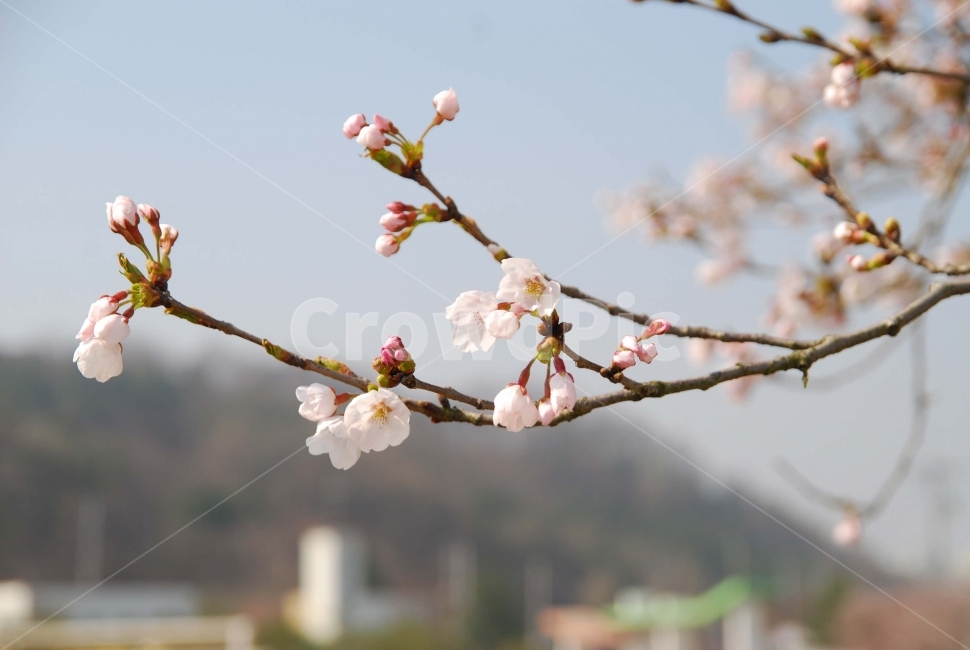 벚꽃,가지,봄,꽃,흰꽃,꽃놀이,나무,식물,축제,배경용,자연,계절,tree,nature,봄,계절,spring,season,식물,자연,plants,nature,꽃,flower,plant,blossom