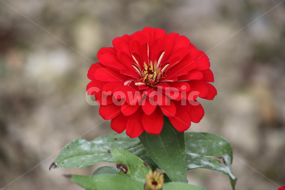 백일홍,백일초,꽃,zinniaelegans,flower,식물,자연,plants,nature,꽃,flower