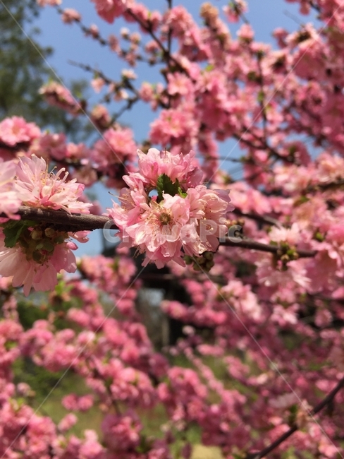 꽃나무,꽃,분홍,봄,벚꽃,겹벚꽃,만개,분홍꽃,봄,계절,spring,season,식물,자연,plants,nature,꽃,flower,plant,blossom