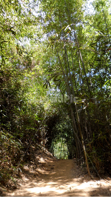 plant,식물,tree,나무,하늘,담양죽녹원,대나무숲,대나무,담양대나무숲,자연,풍경,nature,landscape,vegetation,초목