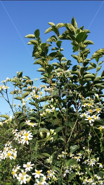 나무,꽃,하늘,자연,tree,flower,sky,nature,식물,자연,plants,nature,꽃,flower