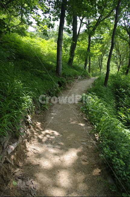 길,숲,초록,나무,잎,식물,plant,계절,봄,spring,자연,풍경,nature,landscape,ground,바닥,dirt road,흙길,gravel,자갈,road,도로,path,통로