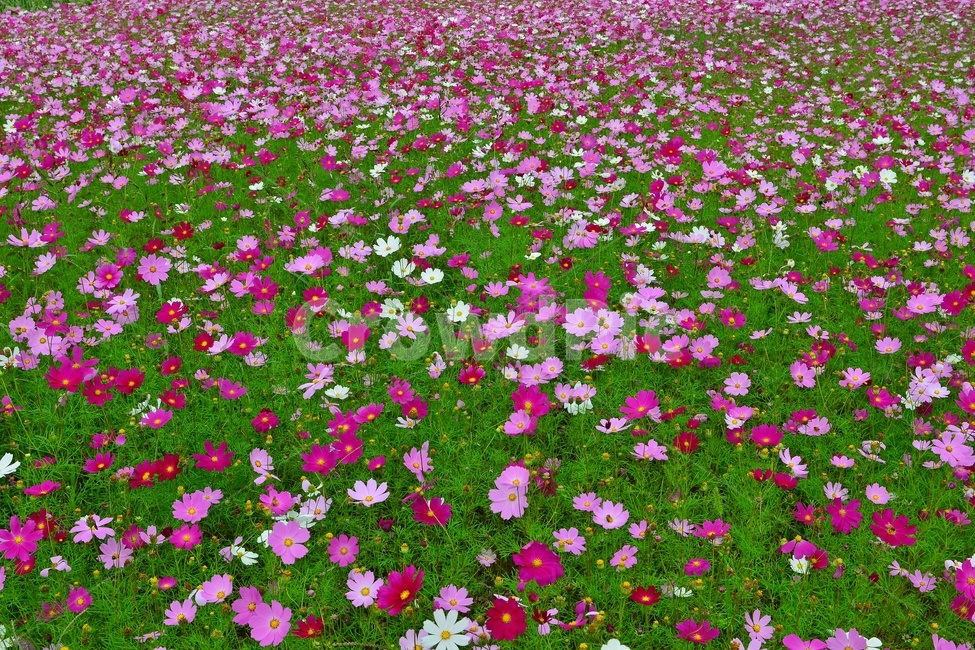plant,식물,purple,보라색,petal,꽃잎,blossom,flower,꽃,코스모스,코스모스꽃,꽃밭,코스모스꽃밭,가을,계절