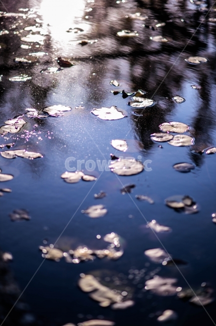 선유도공원,햇빛,빛,연못,꽃잎,선유도,봄,계절,spring,season