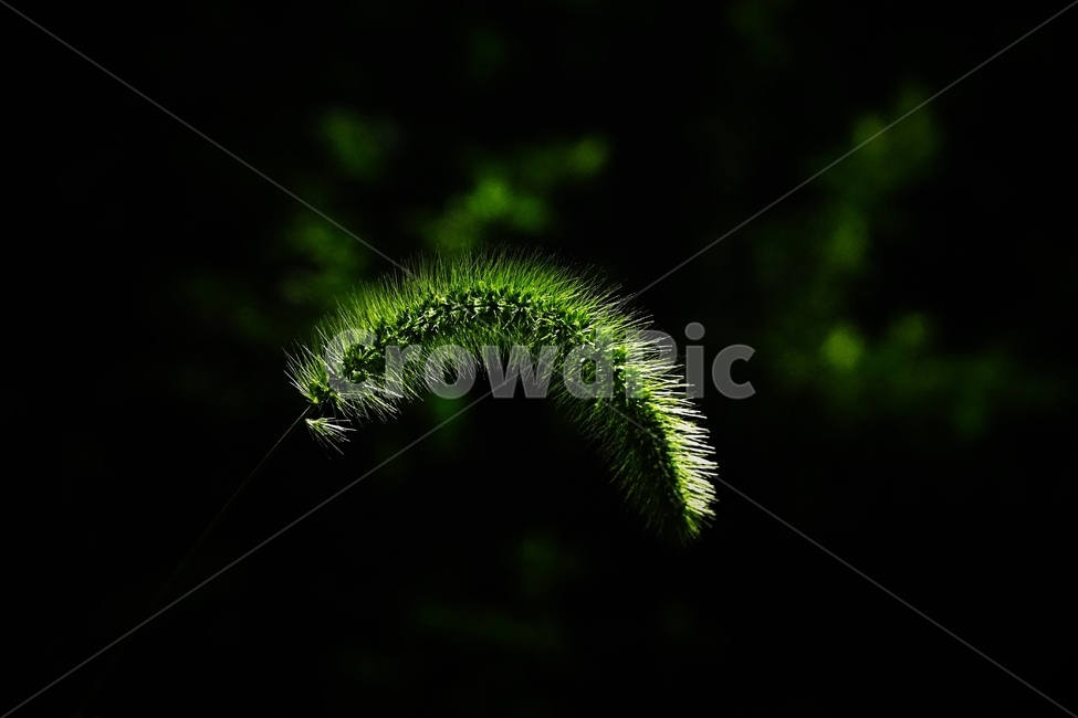 자연,풀,야간,식물,dark,night,plant,강아지풀,foxtail,식물,자연,plants,nature