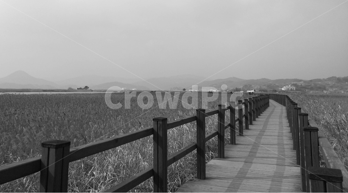순천만,갈대,자연,자연생태공원,흑백사진,흑백,자연,풍경,nature,landscape,흑백,모노톤,monochrome,black and white,railing,난간