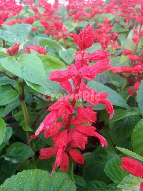 leaf,잎,plant,식물,flower,꽃,자연,식물,자연,plants,nature,꽃,flower