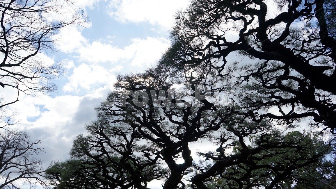 소나무,자연,하늘,가지,솔잎,pinetree,nature,sky,branches,cloudy,식물,자연,plants,nature,나무,trees,wood