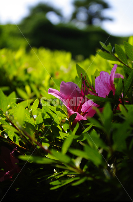 철쭉,꽃,flower,식물,plant,식물,자연,plants,nature,꽃,flower
