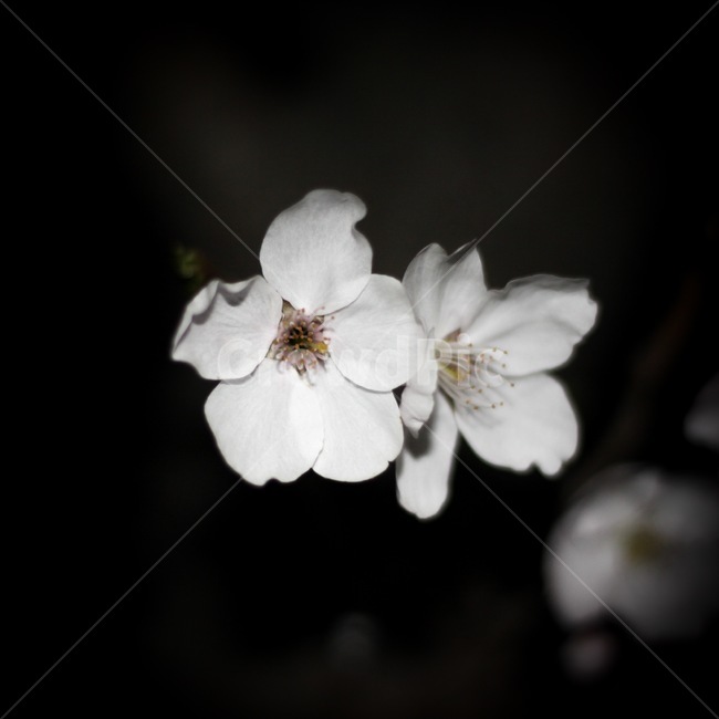 벚꽃,밝은,어둠,꽃,밤,봄