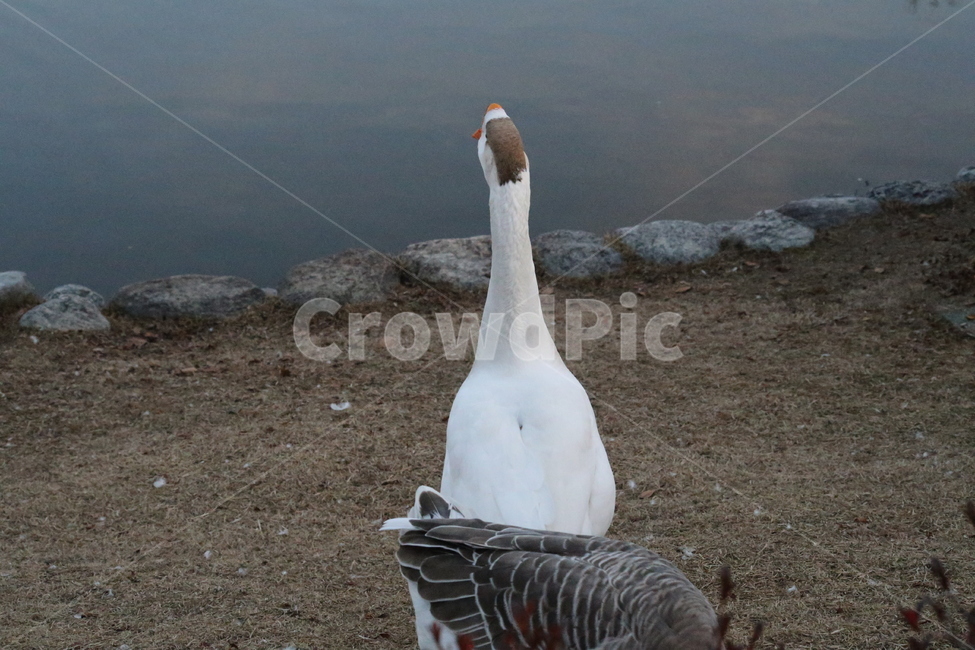 카이스트,거위,연못,거위떼,연못의거위