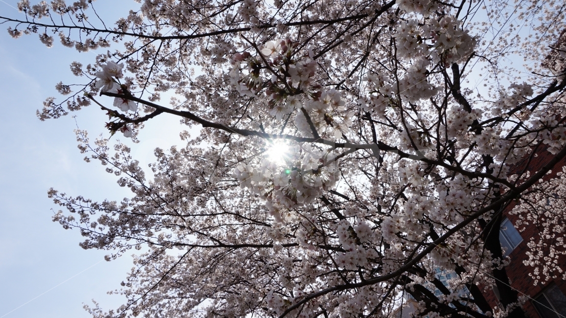 벚꽃,맑음,하늘,sky,sunny,빛,light,햇빛,식물,자연,plants,nature,봄,계절,spring,season,꽃,flower,plant,blossom,cherry blossom