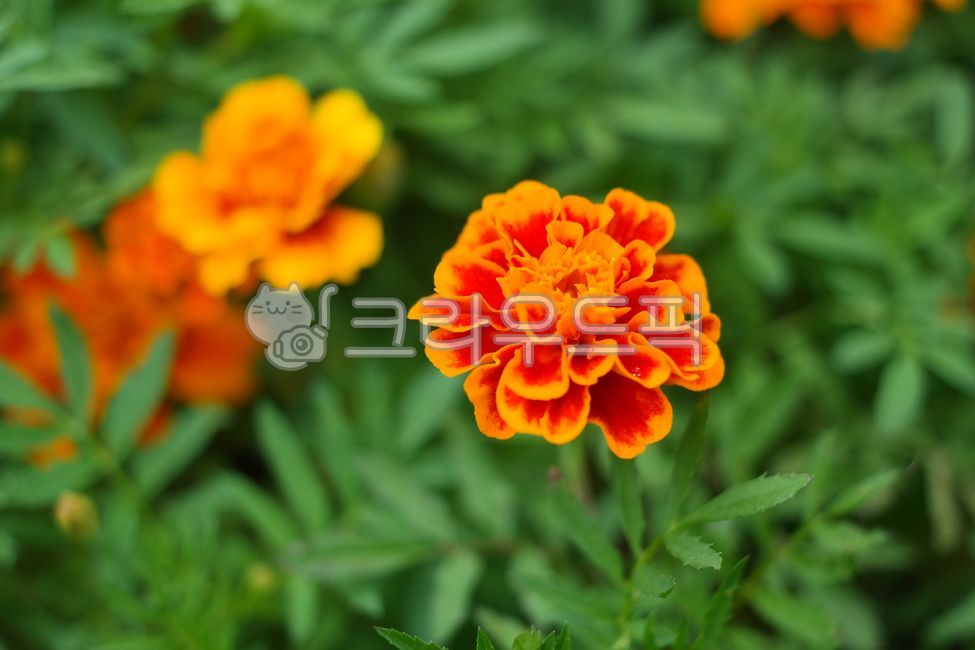 꽃,메리골드,금잔화,만수국,천수국,국화과,정원,아름다움,원예,초록색,여름,개화,자연,꽃잎,주황색,nature,gardening,petal,plant,blooming,beauty,beautiful,summer,orangecolor,botany,garden,flower,green,식물
