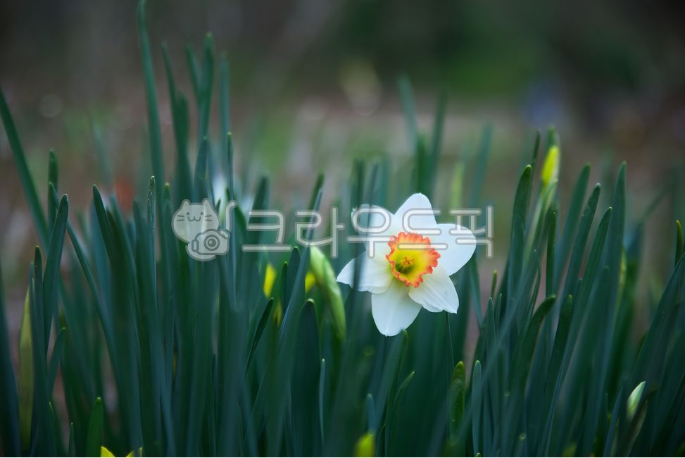 식물,꽃,꽃잎,초록색배경,흐린배경,바탕화면,배경화면,수선화,봄