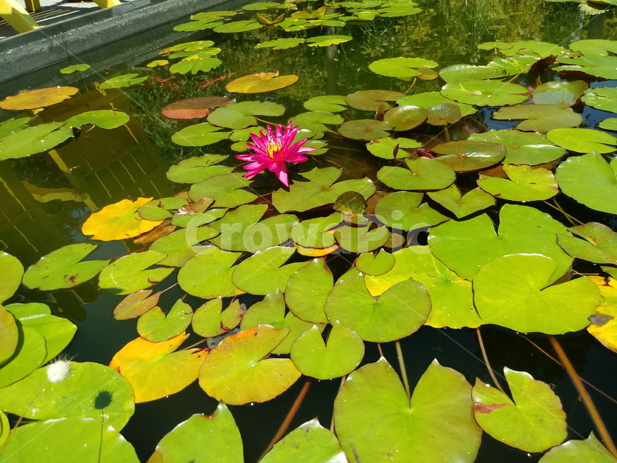 수련,다년생초본식물,수생식물,이판화,쌍자엽식물,자우련,waterlily