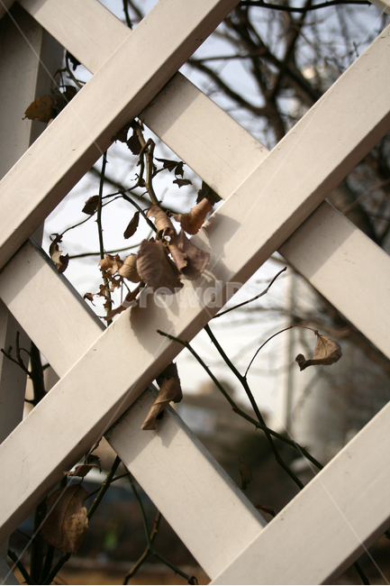 울타리,장미,겨울,마른잎,식물,하얀,식물,자연,plants,nature