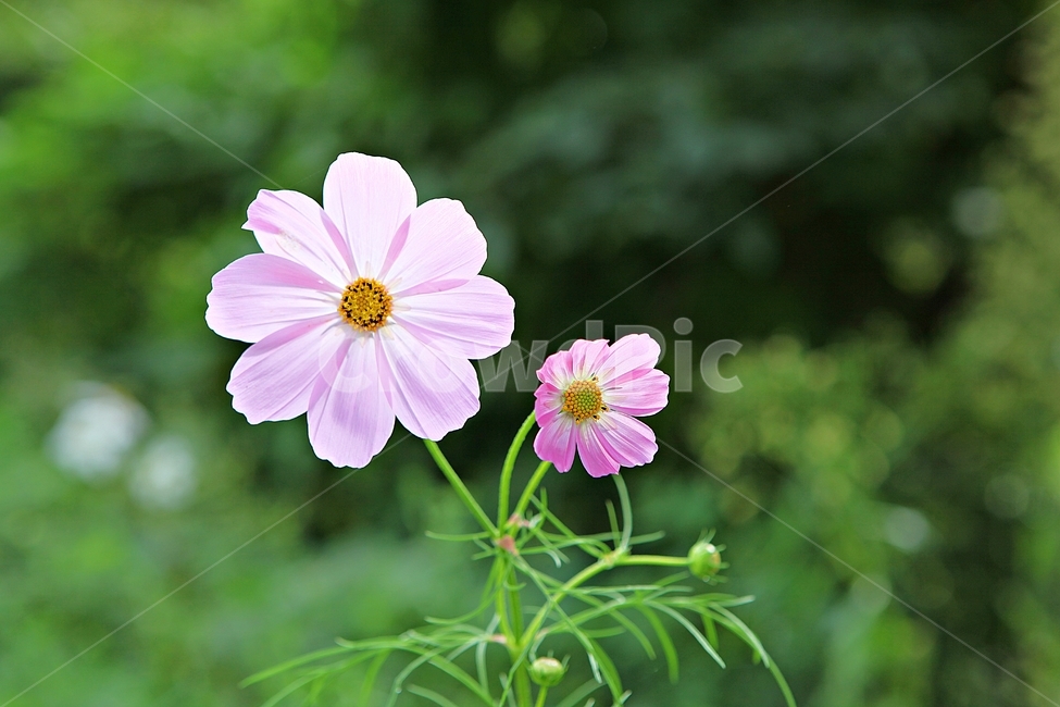 코스모스,꽃,꽃잎,잎,식물,자연,가을,계절,fall,autumn,season,식물,자연,plants,nature,꽃,flower,geranium,제라늄,blossom,plant