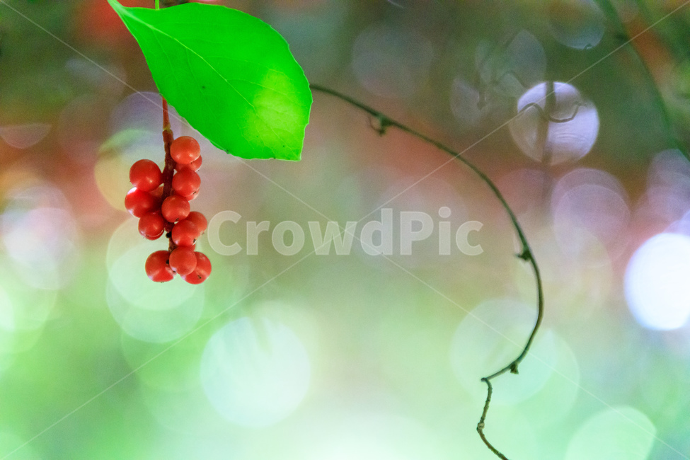 오미자,과일,열매,수확,농업,제철,식물,자연,plants,nature,과일,열매,fruit,감성,sensible,feeling