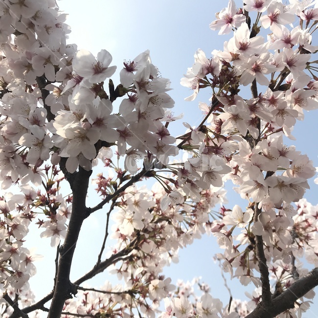 봄,꽃,벚꽃,spring,flower,sakura,봄,계절,spring,season,식물,자연,plants,nature,꽃,flower,plant,blossom